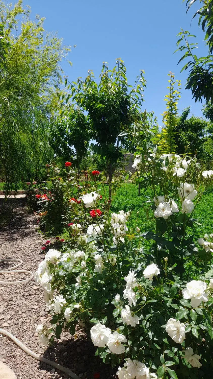 همسفر|فعالیت داوطلبانه|مشهد, کوثر|دیوار