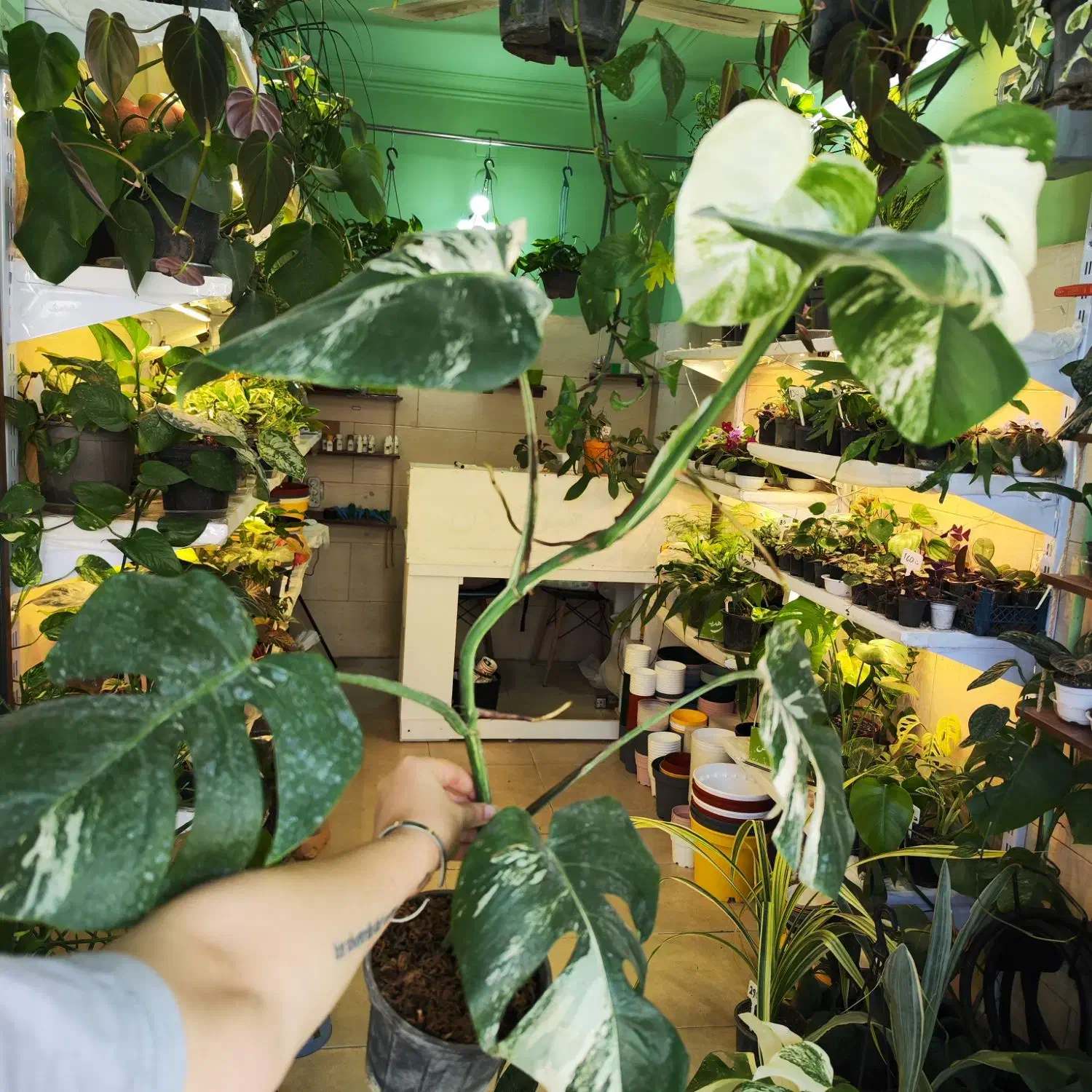 گیاه ماسنترا بورسیجیانا ابلق برگ انجیری سفید|گل و گیاه طبیعی|رشت, دروازه لاکان|دیوار