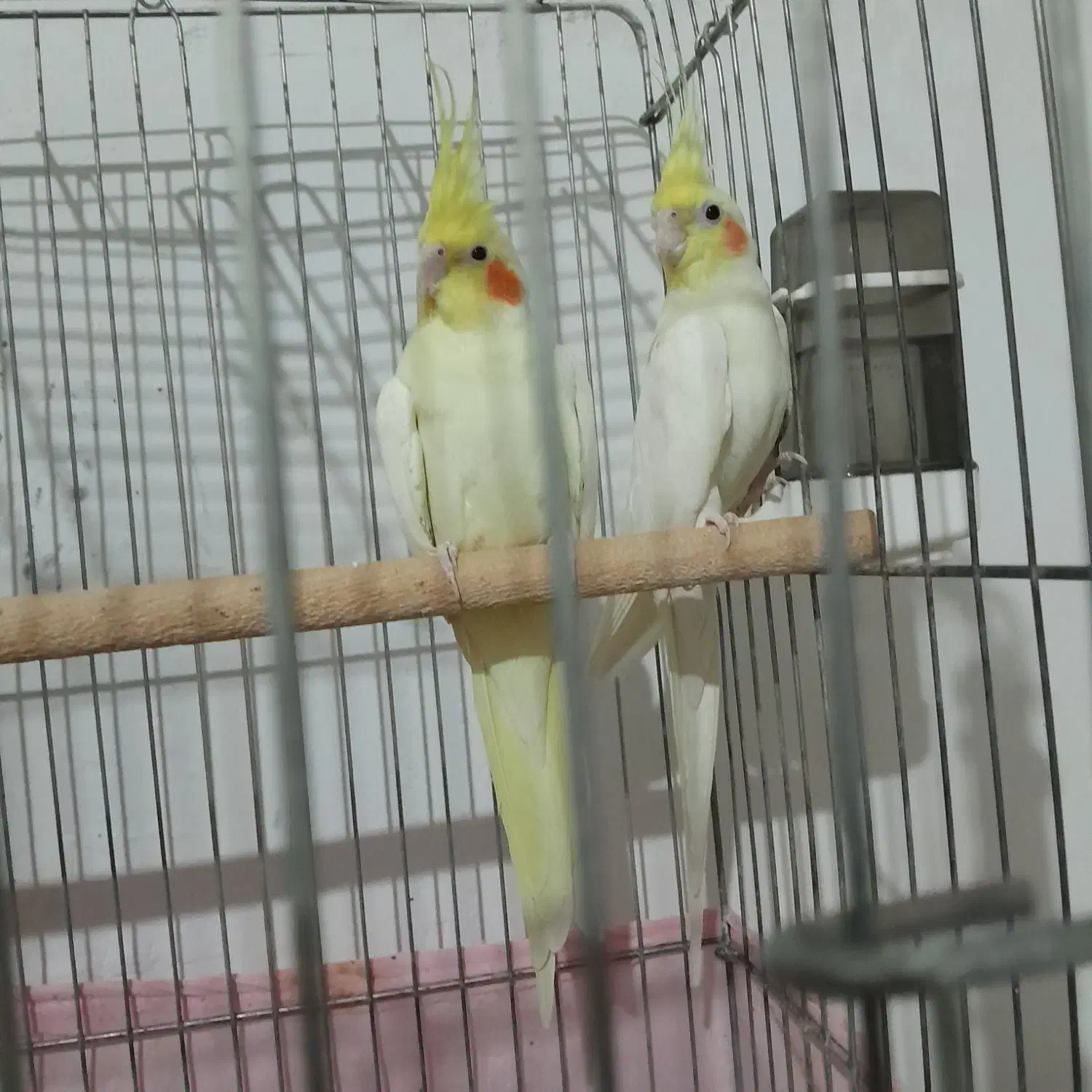 قفس عروس هلندی|لوازم جانبی حیوانات|پاکدشت, خاتون آباد|دیوار