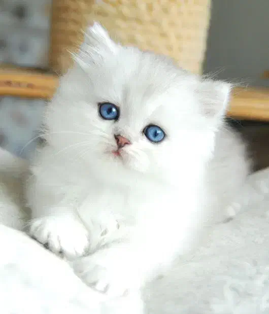 خاص‌ترین گربه‌ها با ضمانت کامل سلامت|گربه|اهواز, ۲۵۴دستگاه|دیوار