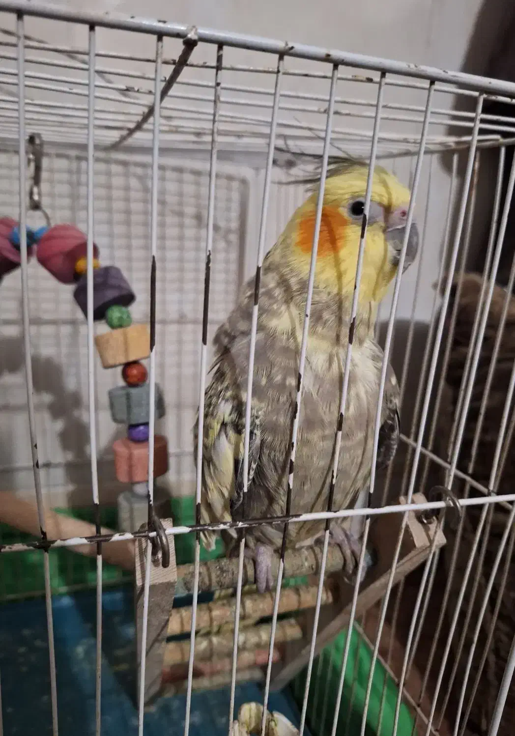 عروس هلندی و طوطی ملنگو|پرنده|گنبد کاووس, |دیوار