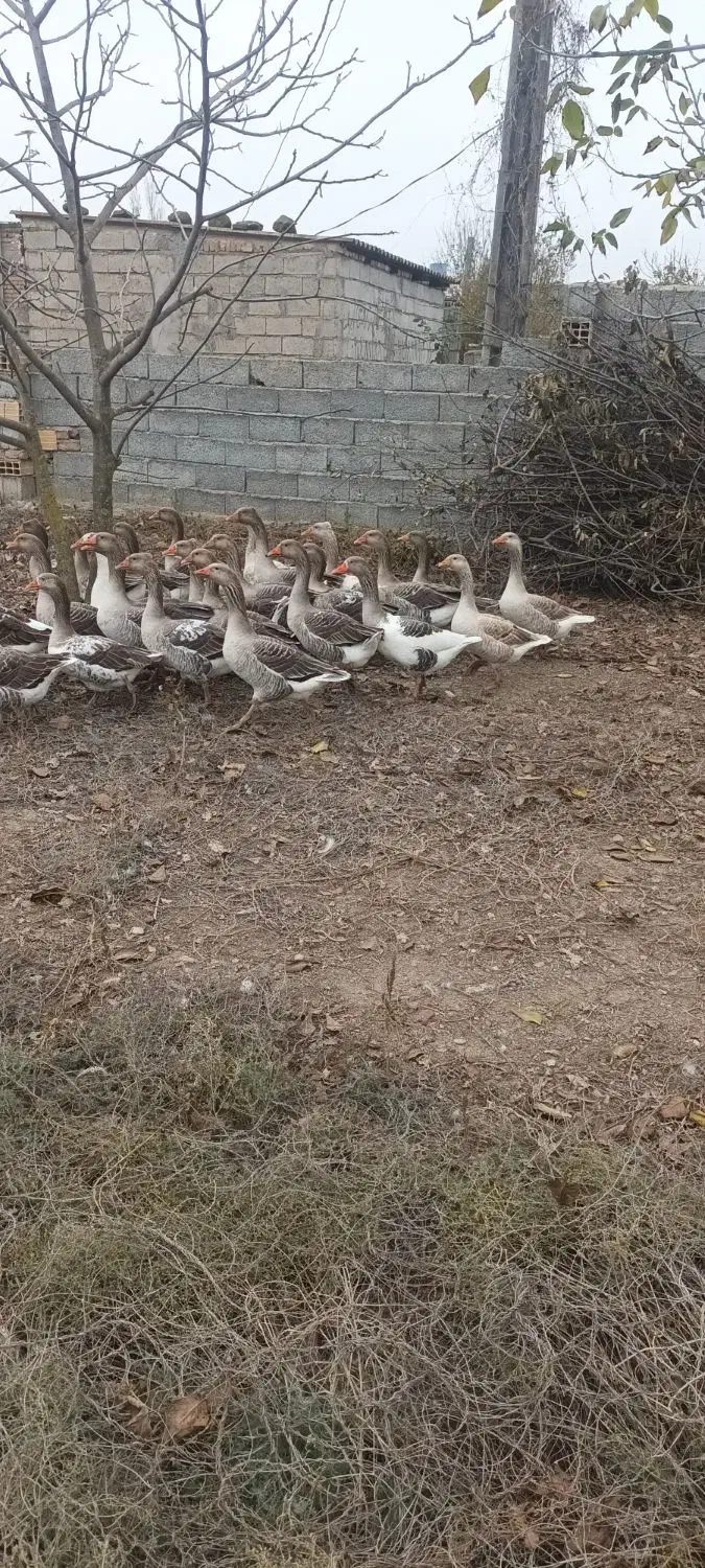 غاز محلی باقیمت مناسب|حیوانات مزرعه|پارس‌آباد, |دیوار