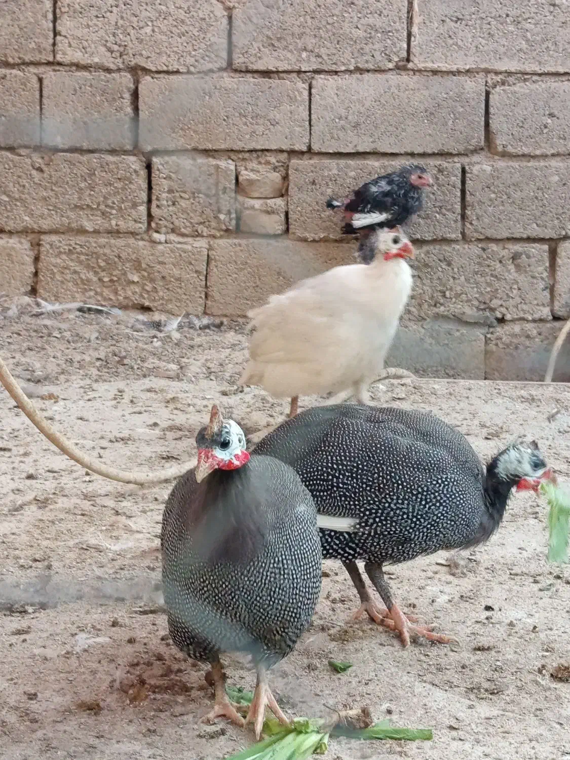 مرغ شاخدار|حیوانات مزرعه|طسوج, |دیوار