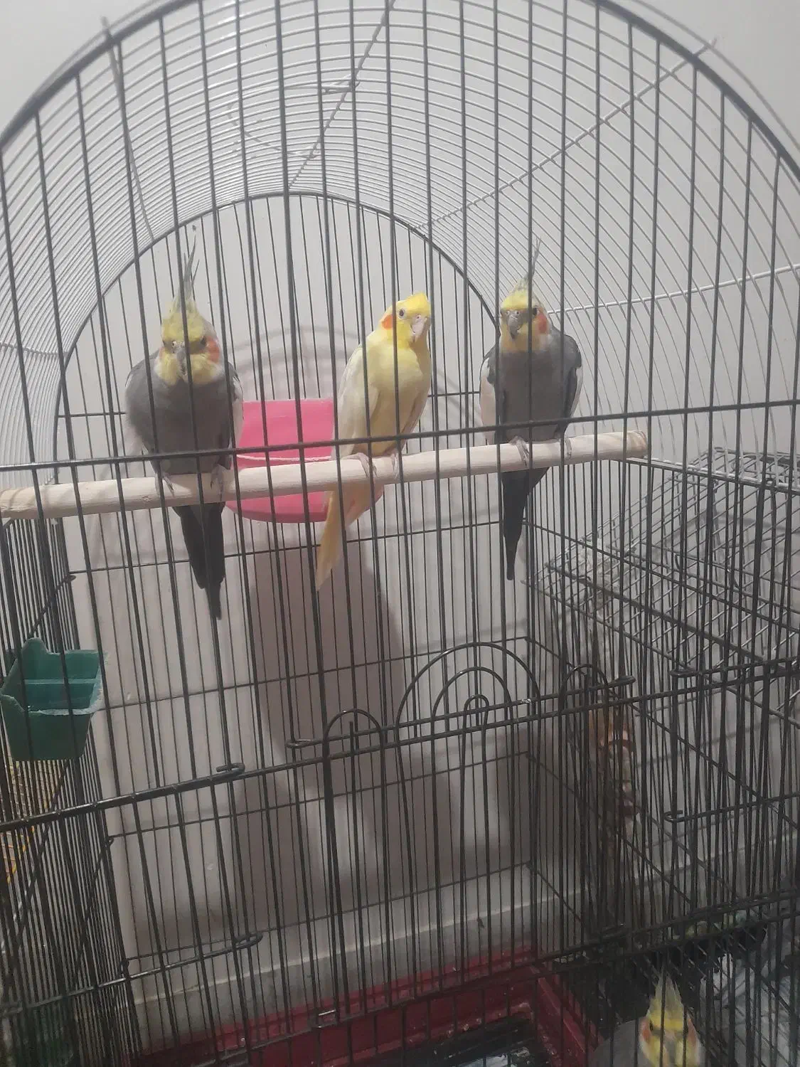 عروس هلندی|پرنده|ری, فیروزآبادی|دیوار