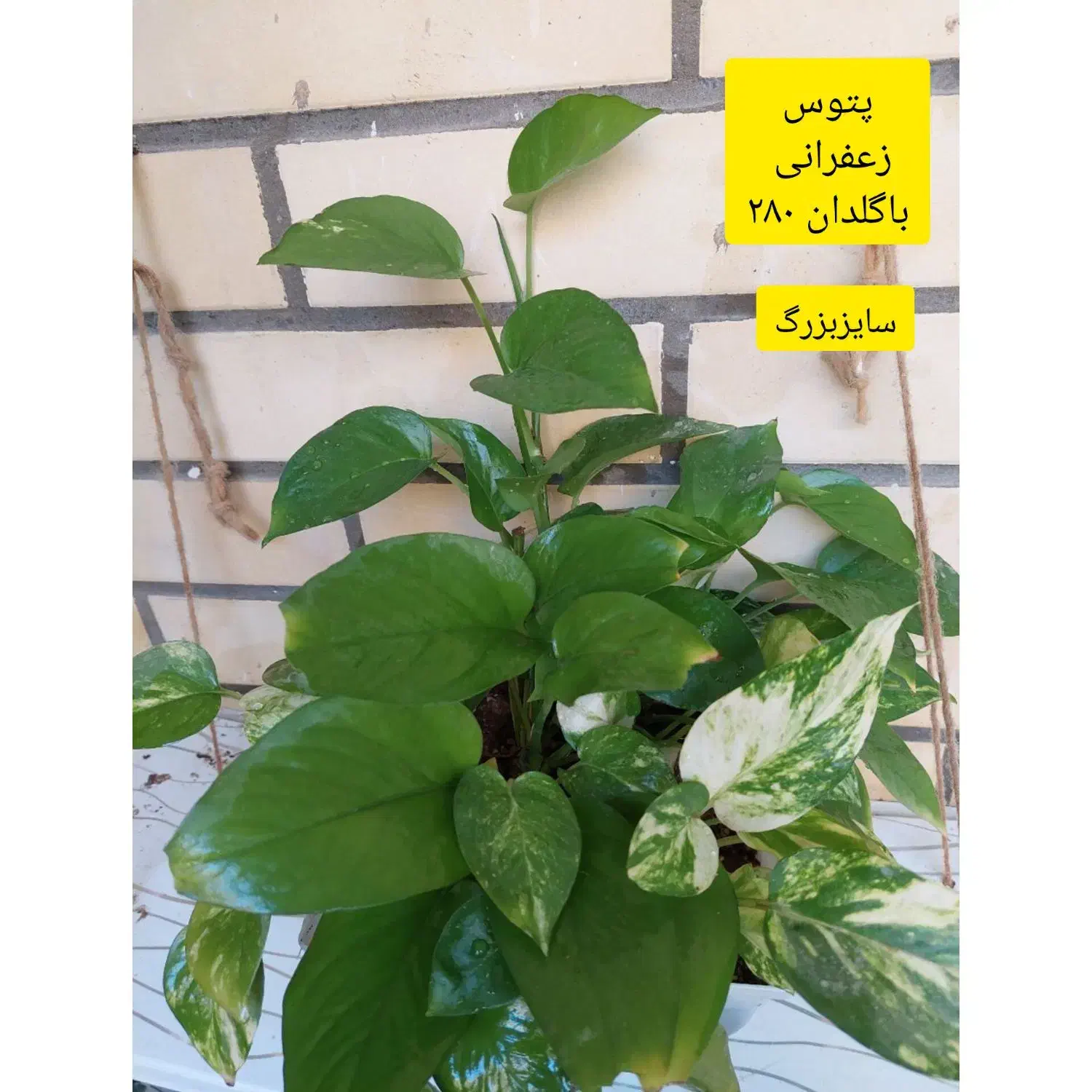 انواع گل باقیمت اقتصادی|گل و گیاه طبیعی|چابهار, |دیوار