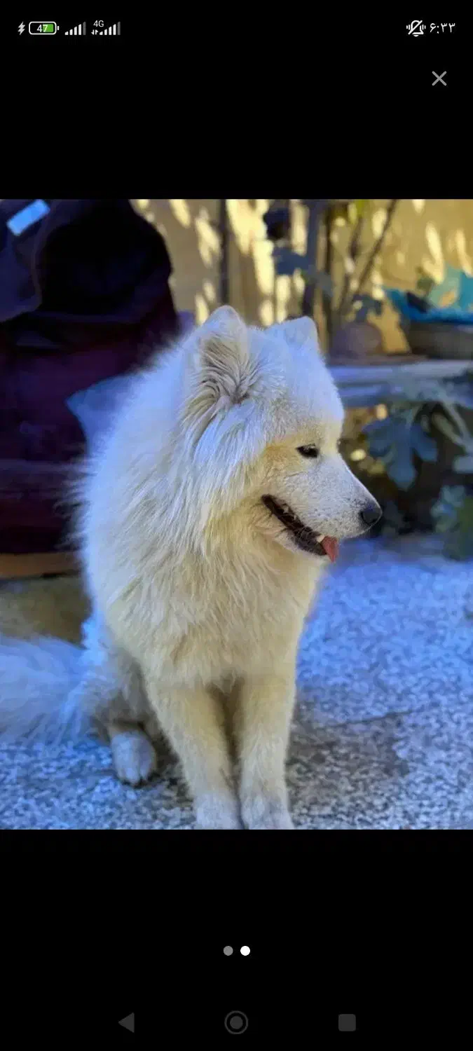 سامویید گمشده|حیوانات|چهارباغ, |دیوار