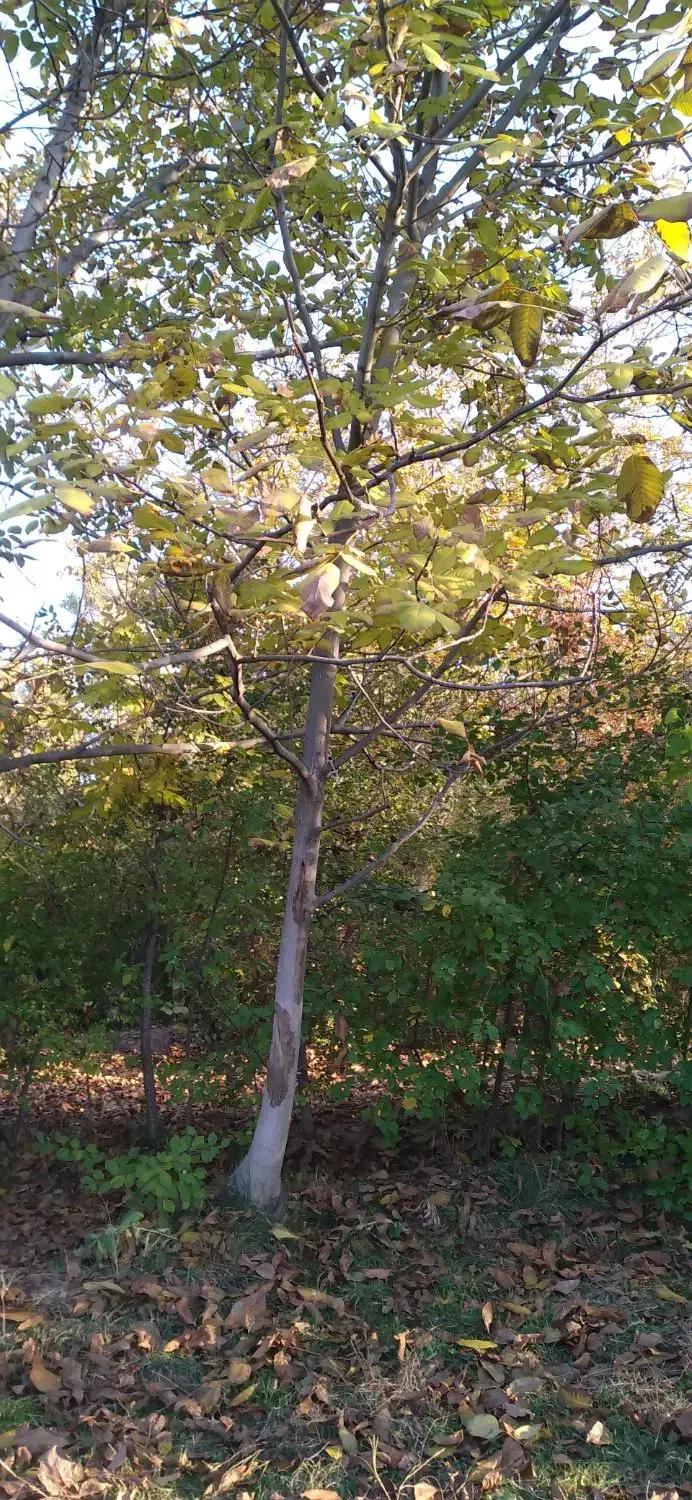 درخت گردو|خدمات باغبانی و درختکاری|یامچی, |دیوار