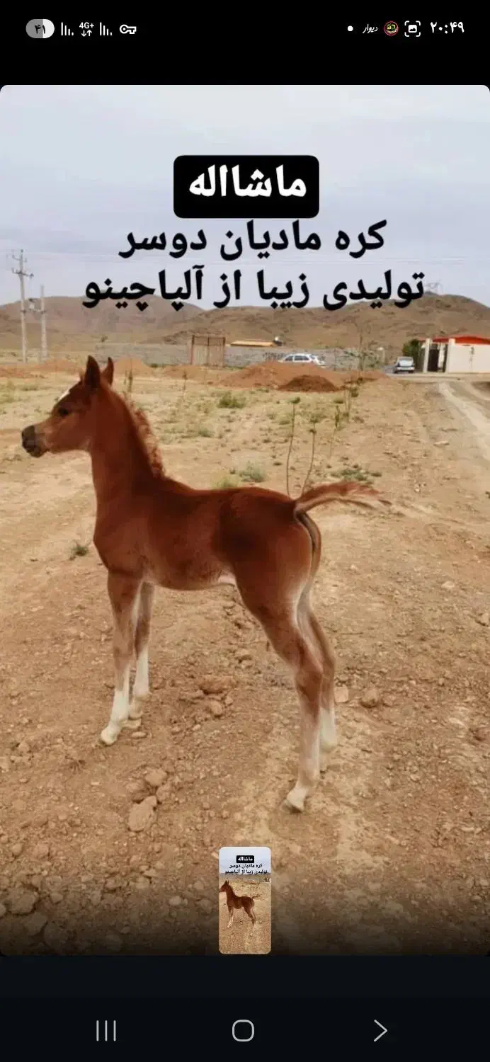 خرید و فروش تخصصی اسب عرب|اسب و تجهیزات اسب‌سواری|اراک, |دیوار