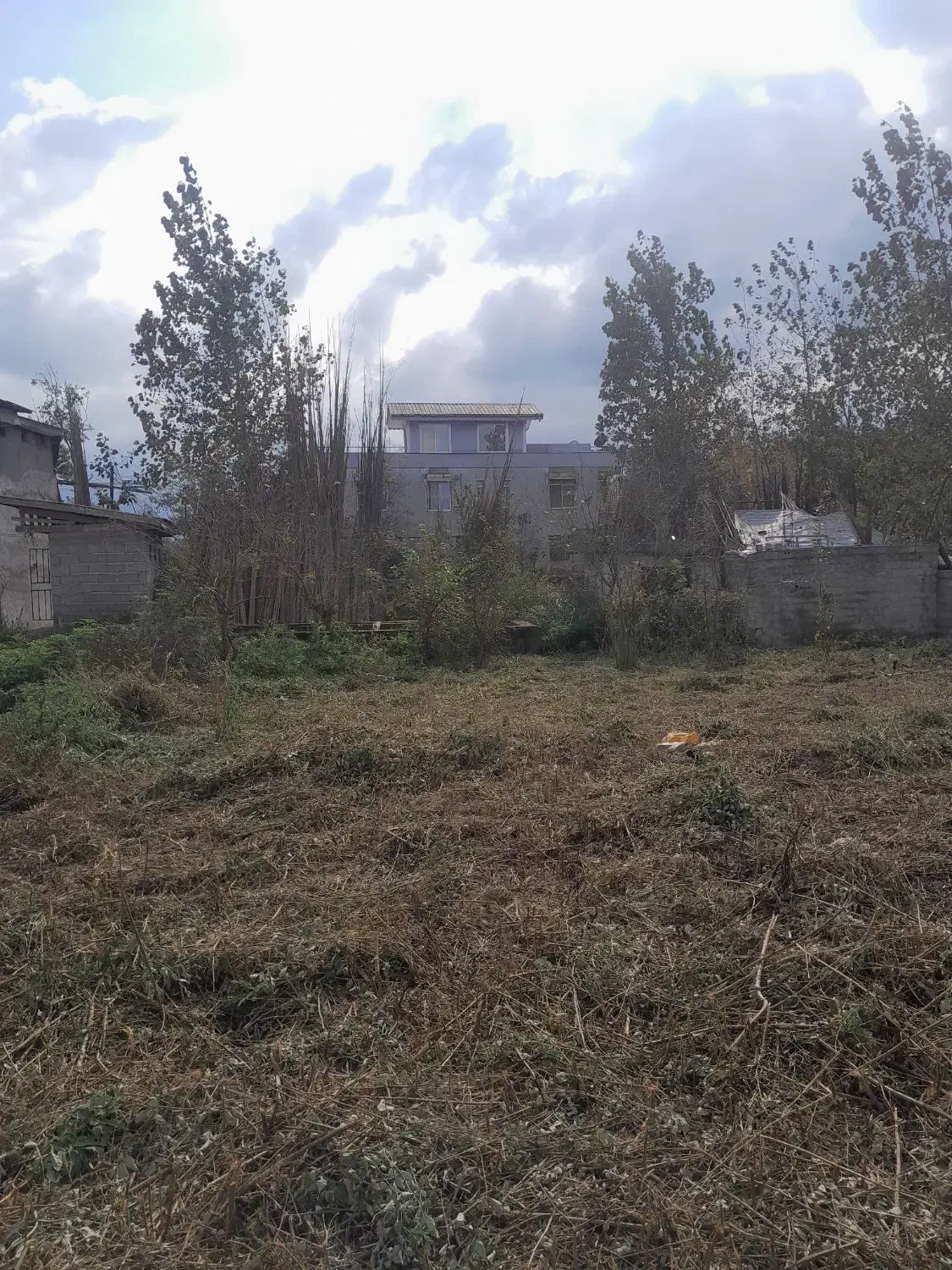 علف زنی (چمن)با دستگاه چند کاره و سم پاشی|خدمات باغبانی و درختکاری|لاهیجان, بازکیاگوراب|دیوار