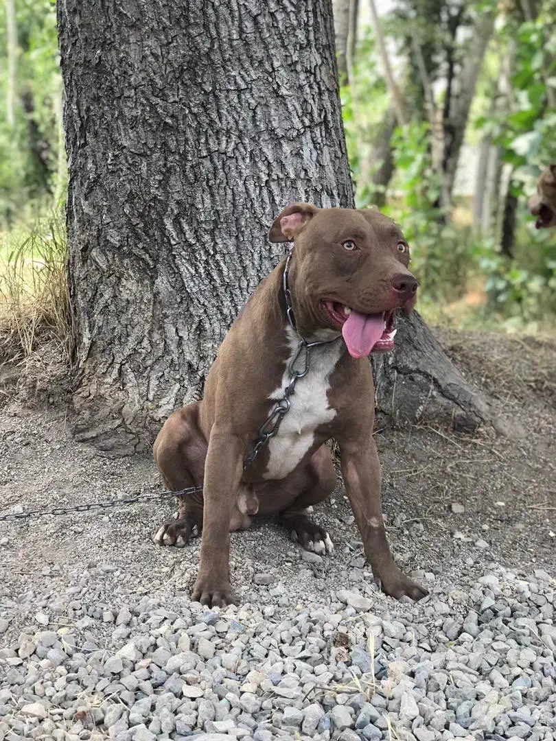 سگ پیتبول|سگ|تهران, باغ فیض|دیوار