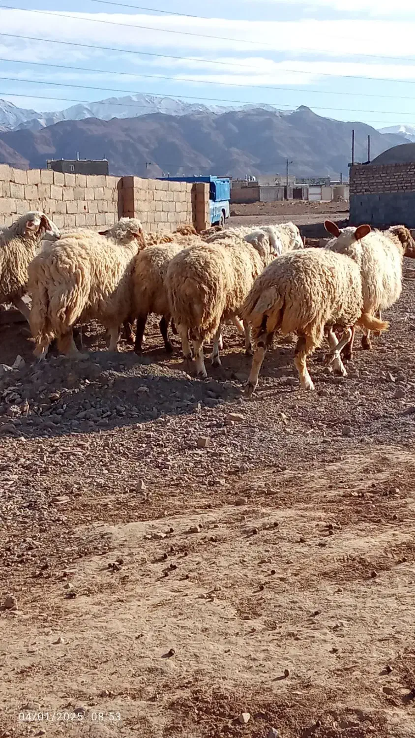 بره نر|حیوانات مزرعه|قائن, |دیوار