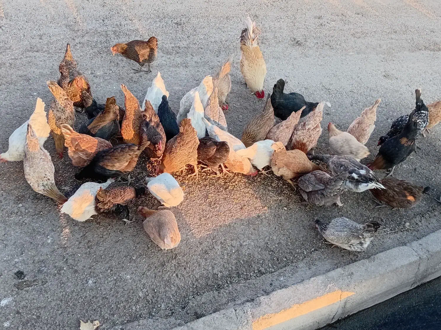 مرغ محلی|حیوانات مزرعه|اندیمشک, |دیوار