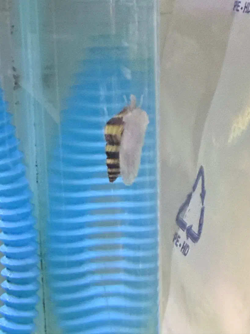 حلزون کلییر|خزنده|تبریز, |دیوار