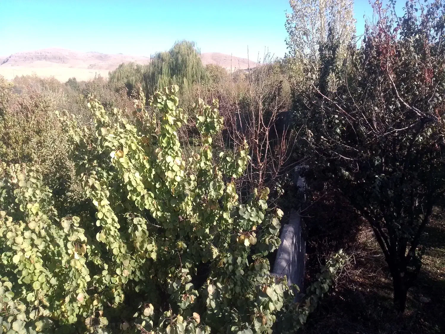 1300متر باغ|فروش خانه و ویلا|مشهد, کارده|دیوار