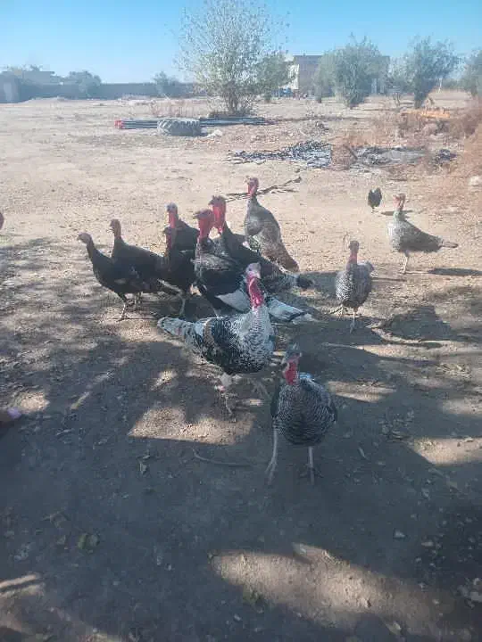 مرغ محلی بوقلمون|حیوانات مزرعه|گنبد کاووس, |دیوار