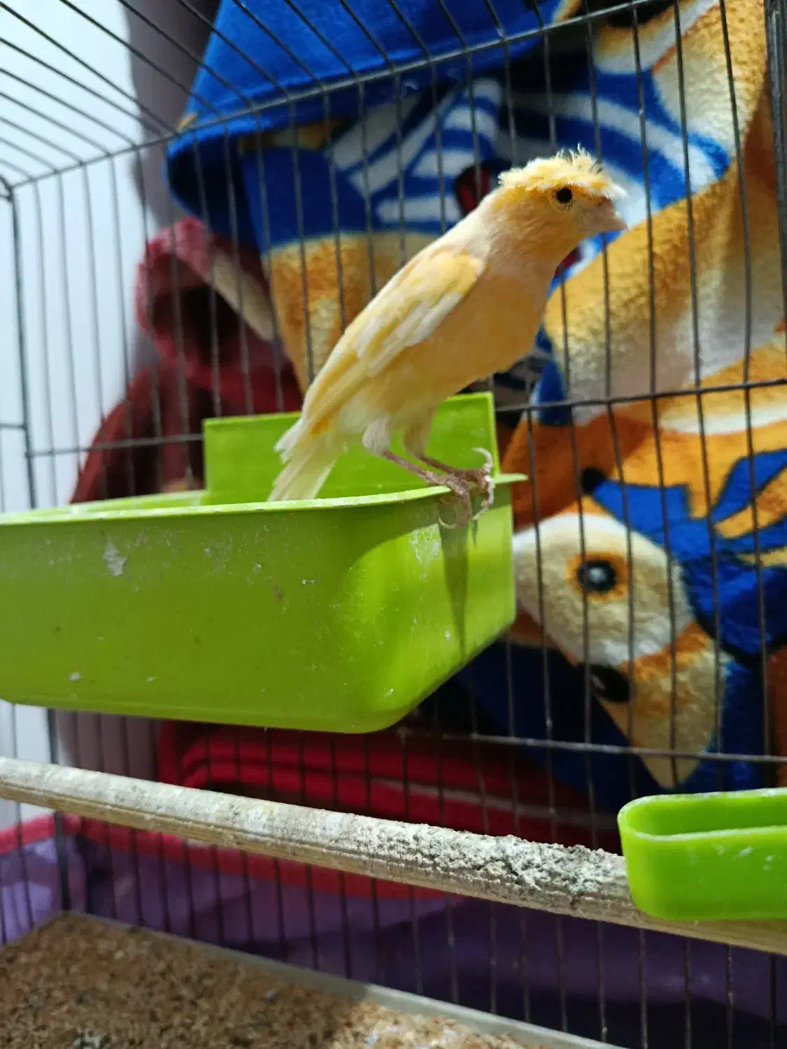 1عدد قناری|پرنده|اهر, |دیوار