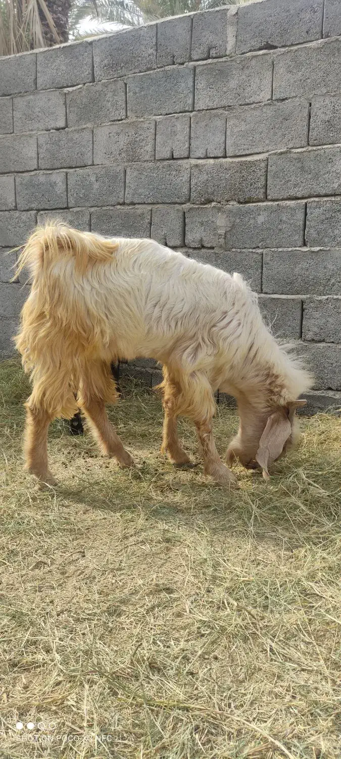 چپشت نری11 ماهه|حیوانات مزرعه|کهنوج, |دیوار