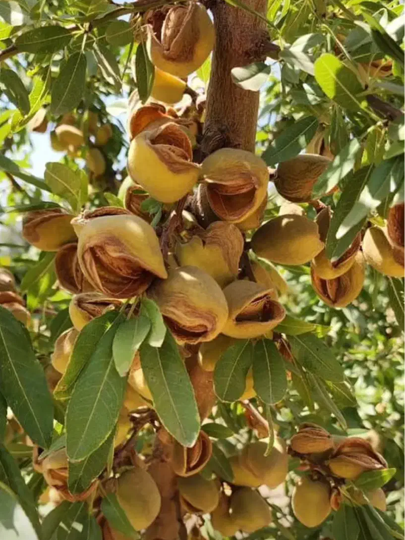 باغ ویلا  لاکچری منطقه بوم گردی یاقوت آباد|فروش دفتر صنعتی، کشاورزی، تجاری|شاهین‌شهر, برخوار غرب|دیوار
