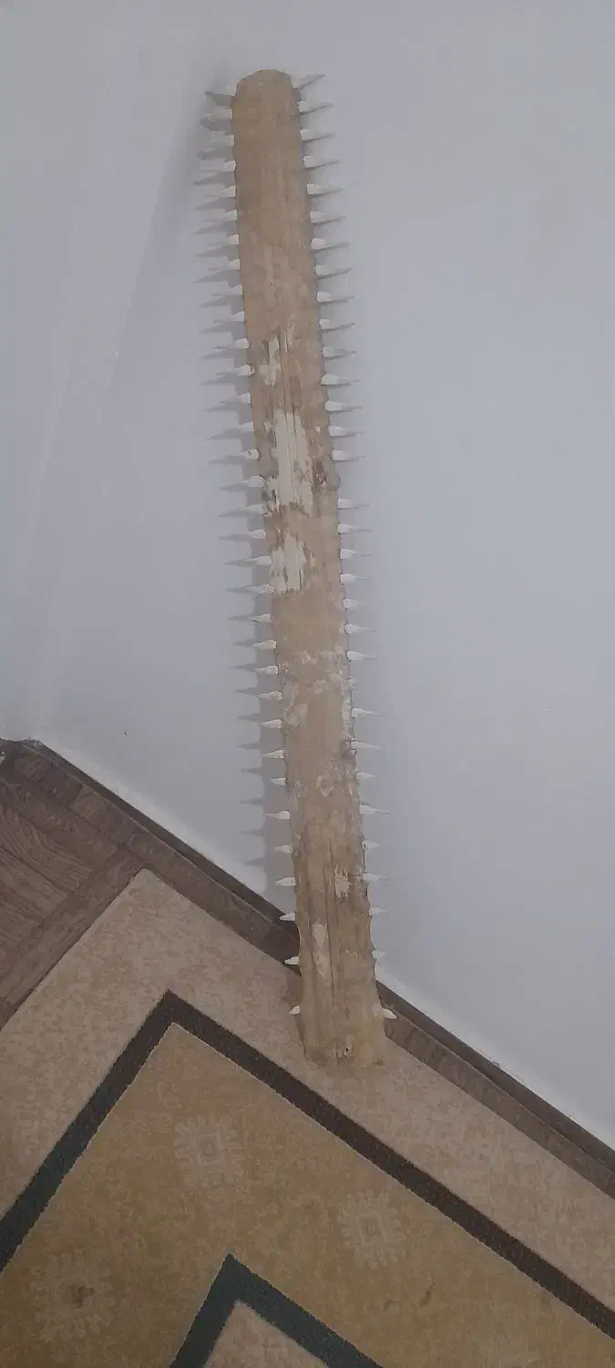 اره ماهی|کلکسیون اشیاء عتیقه|قشم, |دیوار