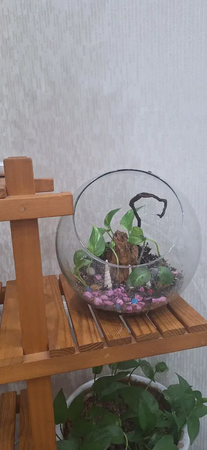 تراریوم بسیار زیبا|گل و گیاه طبیعی|بندر ماهشهر, |دیوار