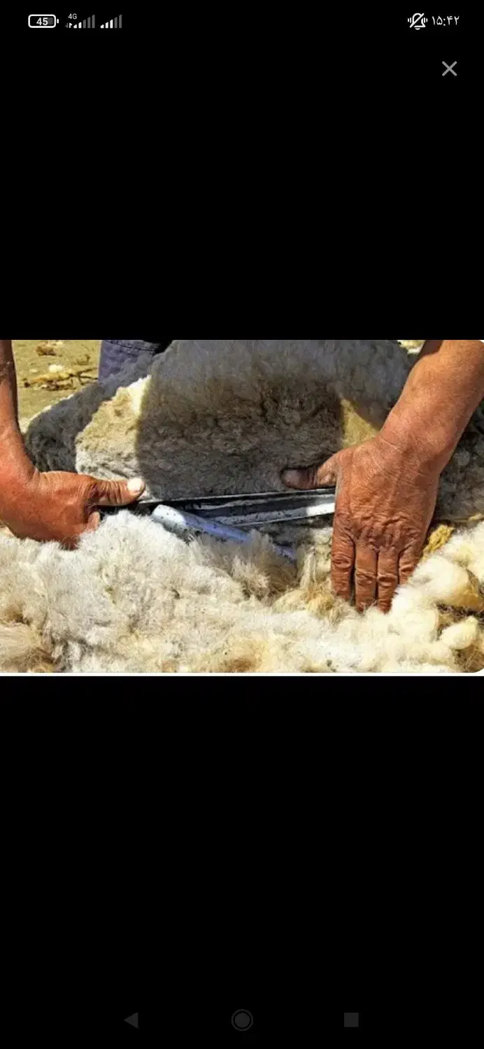پشم|لوازم جانبی حیوانات|کوهدشت, |دیوار