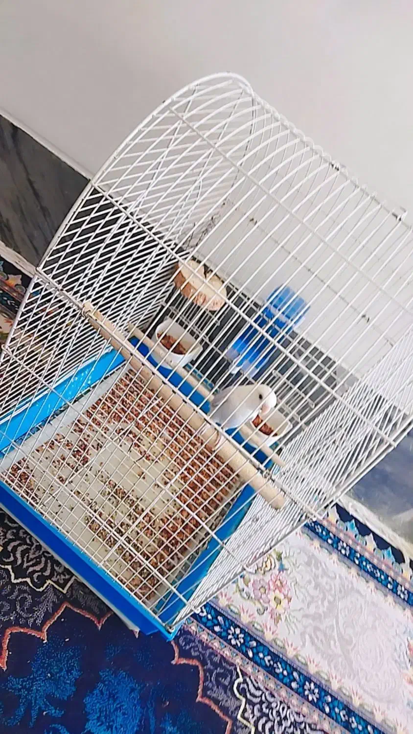 برزیلی نر|پرنده|شیراز, کاراندیش|دیوار