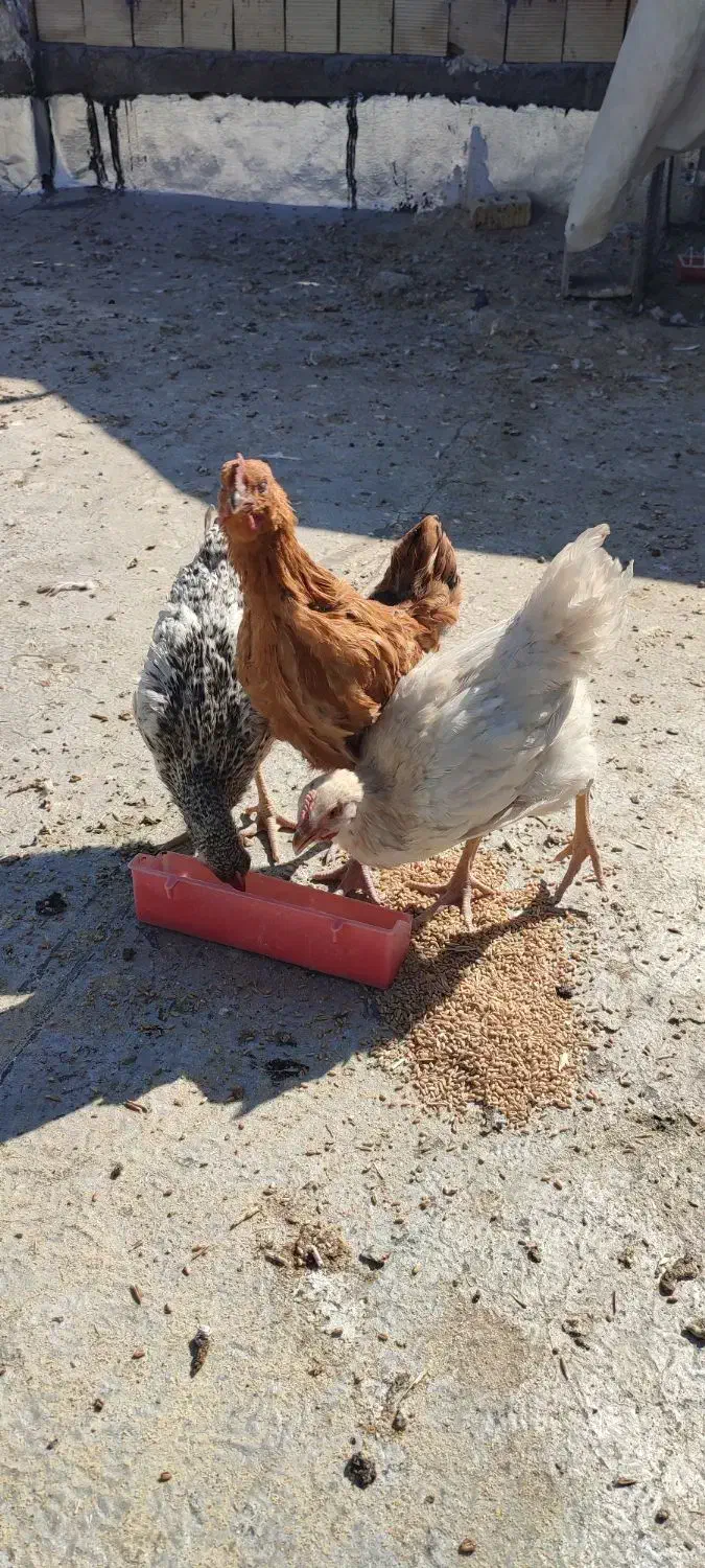 جوجه خروس|حیوانات مزرعه|جهرم, |دیوار