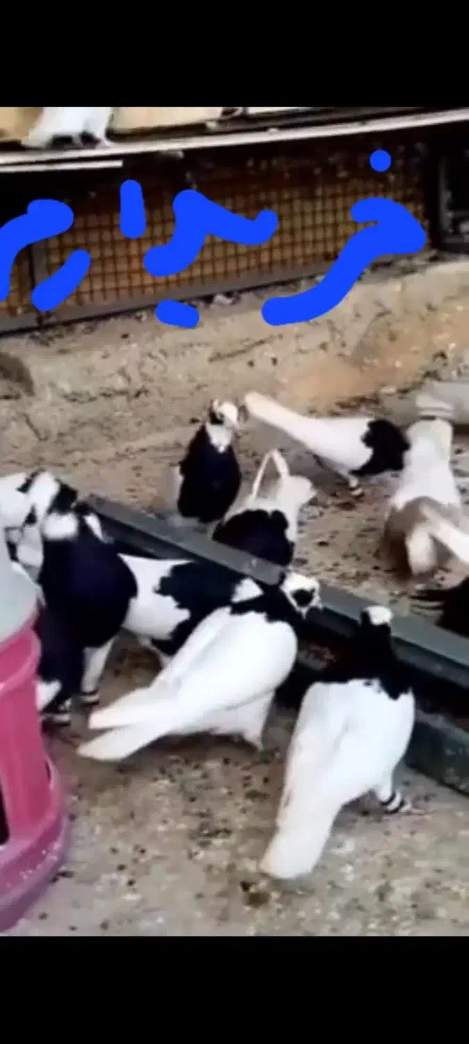 طوقی|پرنده|اسفرورین, |دیوار