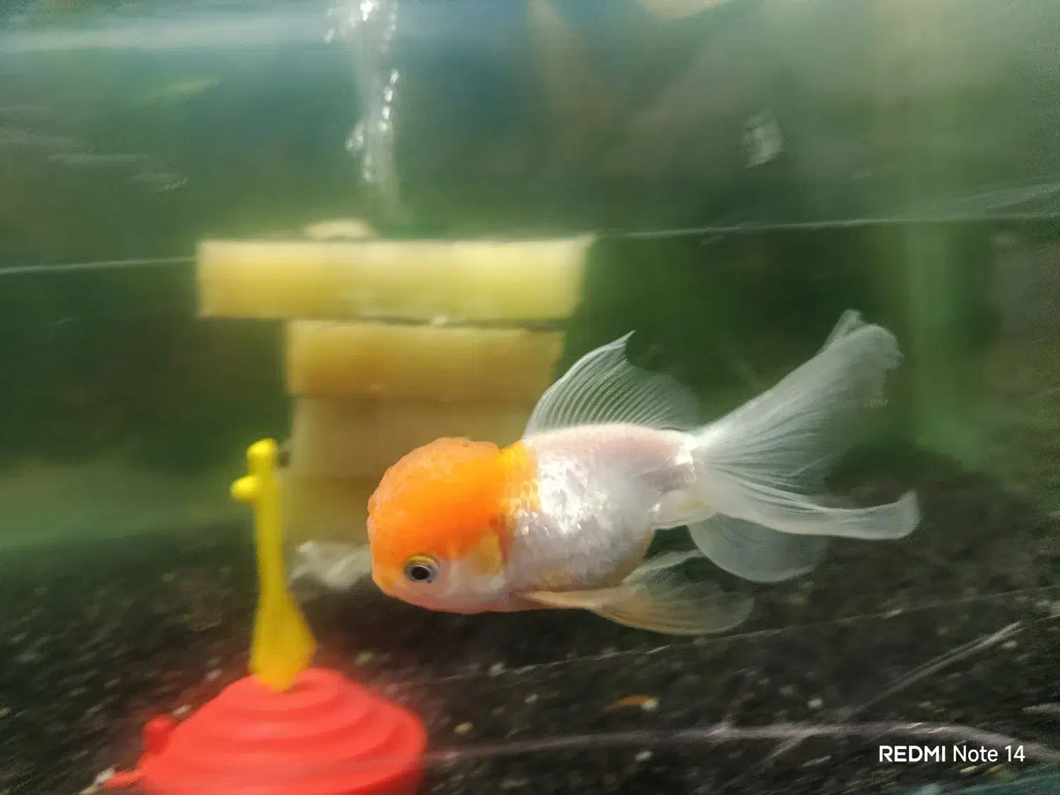 فروش فوری ماهی های گیاه خوار|ماهی|مهریز, |دیوار