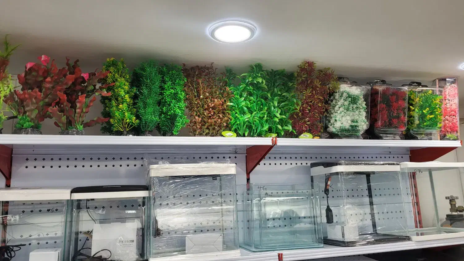 گیاه آکواریوم|ماهی|شیراز, آبیاری|دیوار