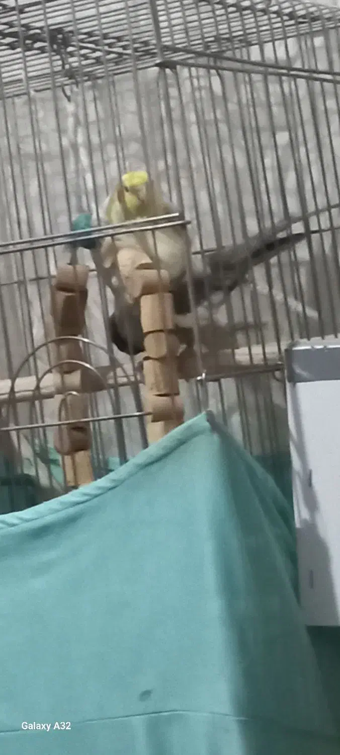 طوطی عروس مولد سخنگو خانگی،معاوضه|پرنده|کرج, باغستان|دیوار