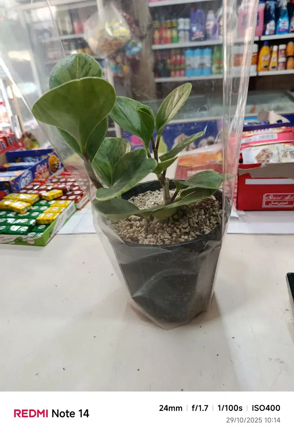 گل خونگی ، گل آپارتمانی|گل و گیاه طبیعی|قرچک, شهرک مهستان|دیوار