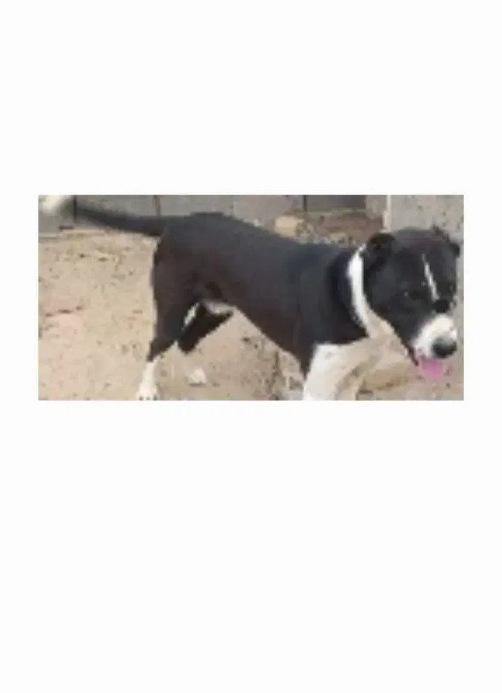 گم شده|حیوانات|شیروان (خراسان), |دیوار