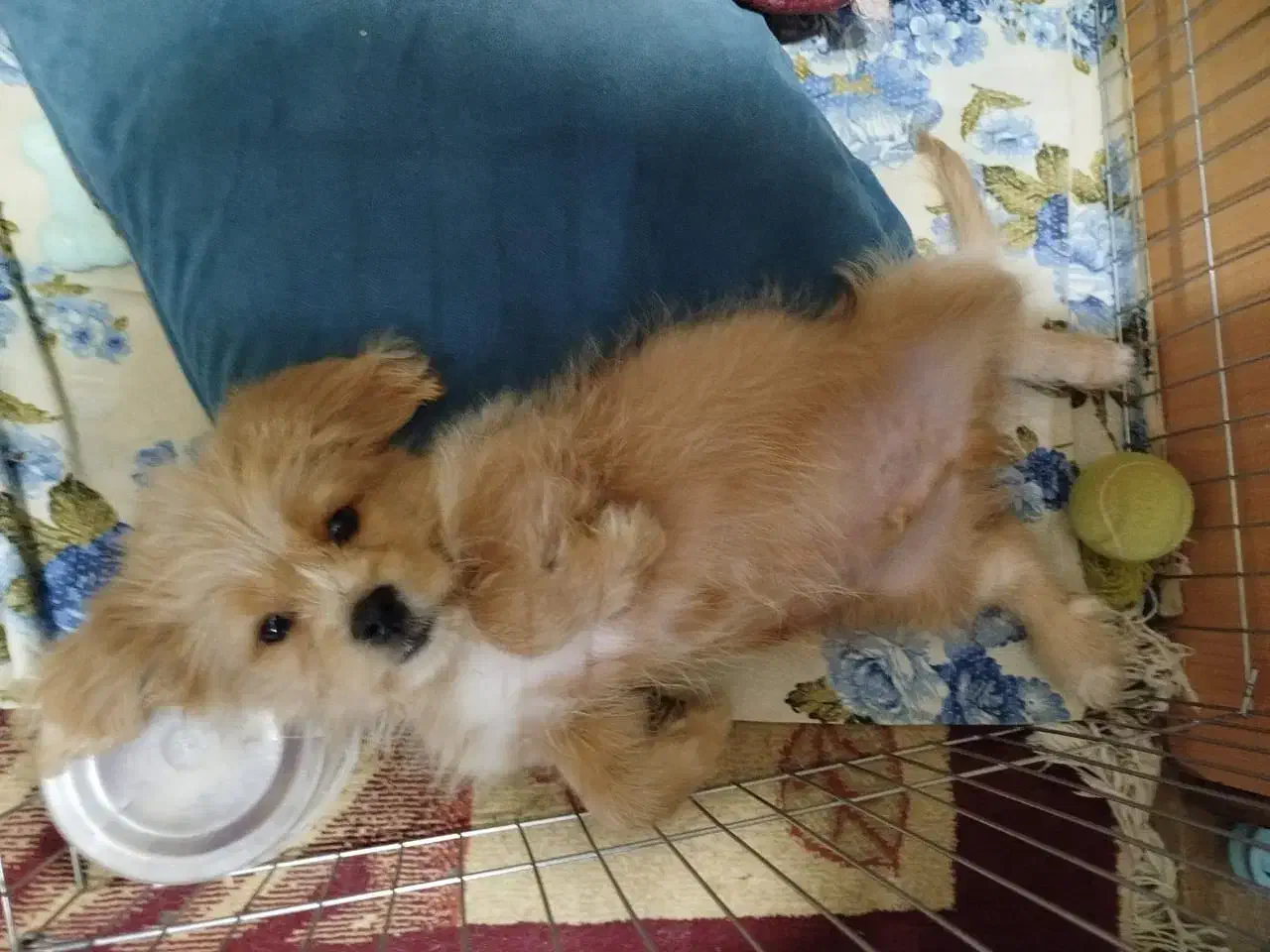 واگذاری سگ پودل کراس|سگ|باقرشهر, |دیوار