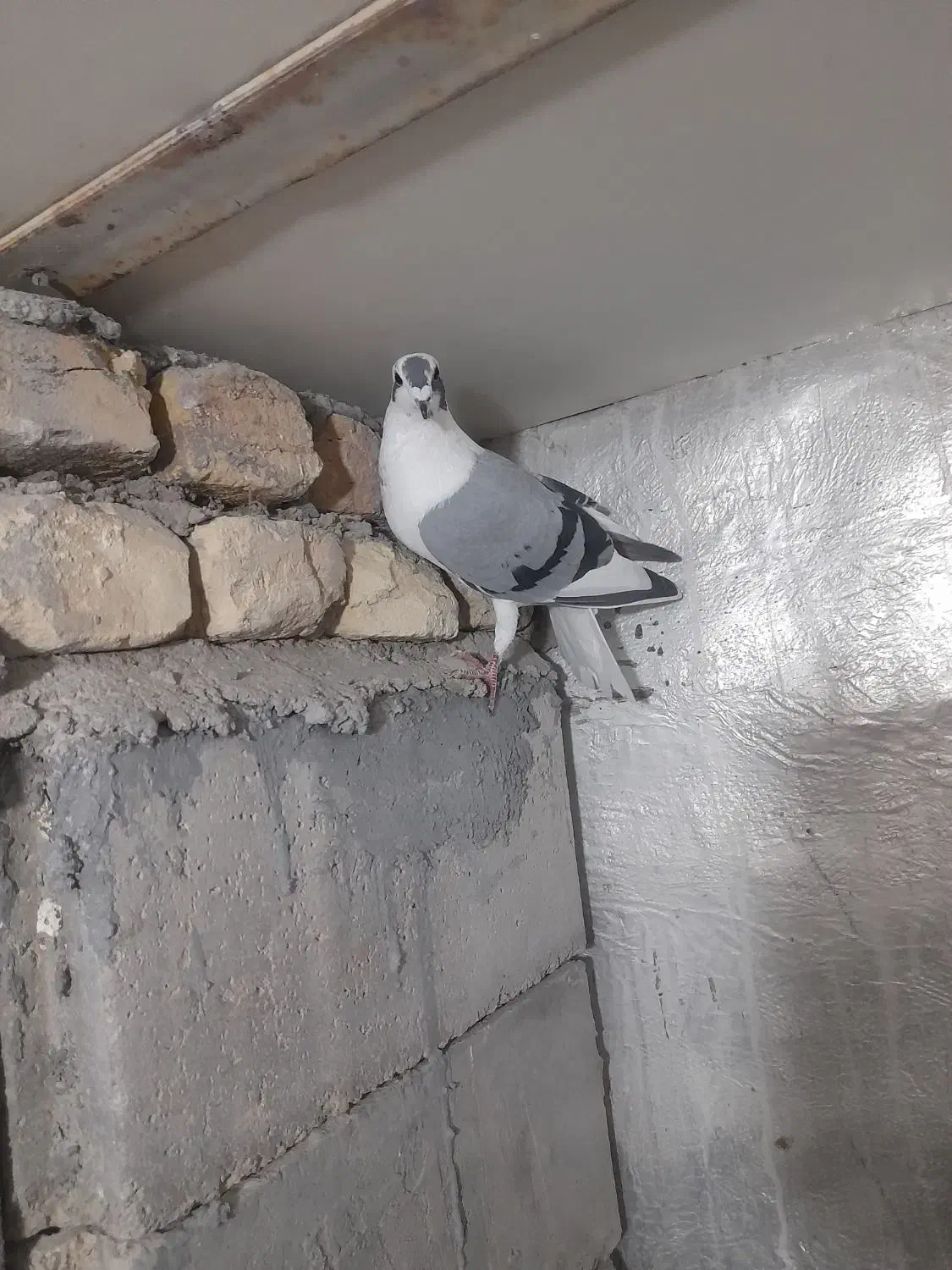 تعدادی کبوتر قیمت تعاونی|پرنده|فسا, |دیوار