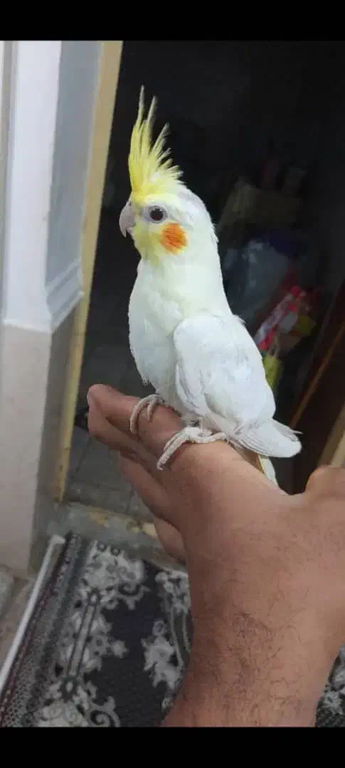 ۳عدد عروس|پرنده|کارون, |دیوار