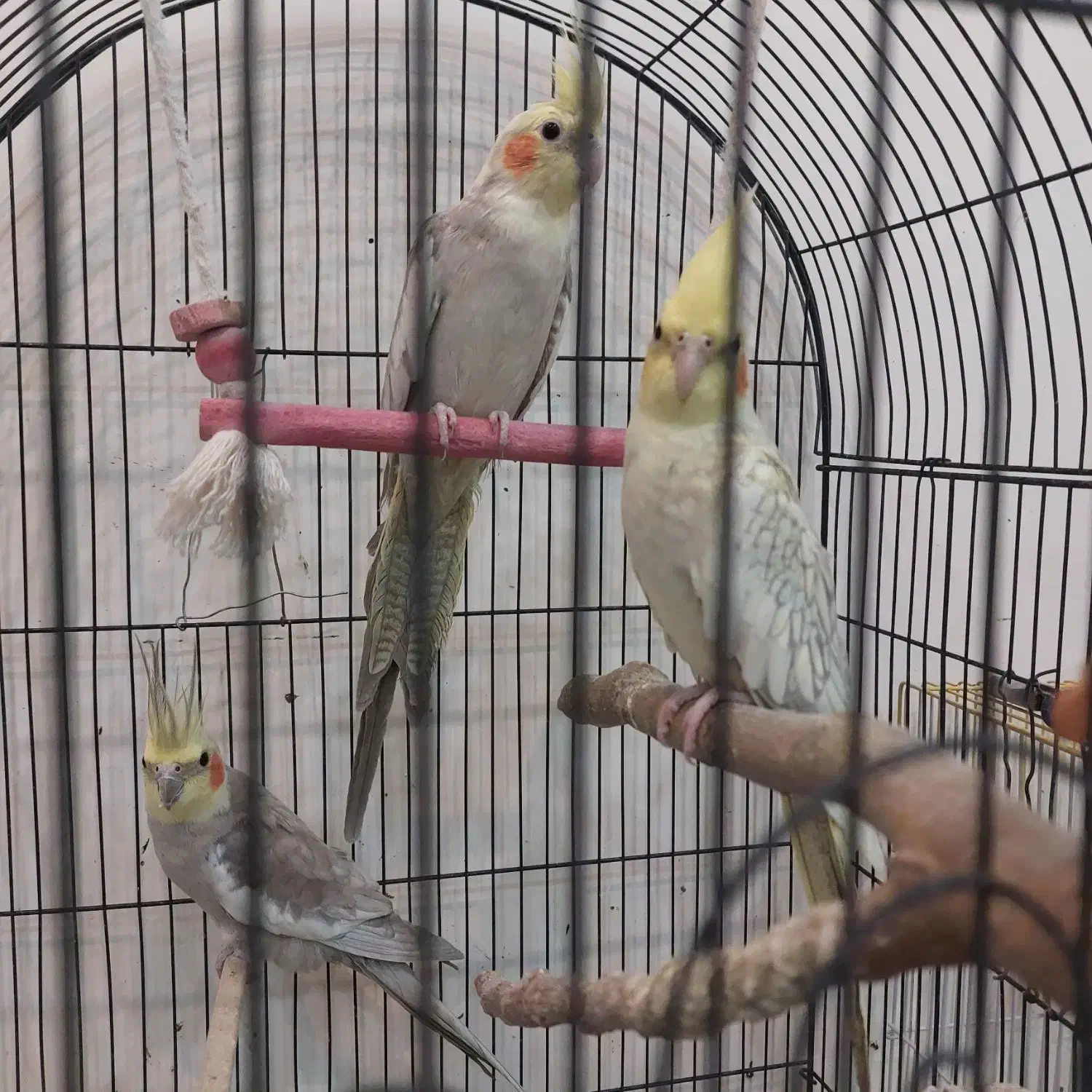 ۳ تا عروس هلندی آروم و زیبا|پرنده|کرج, شهرک بهارستان|دیوار