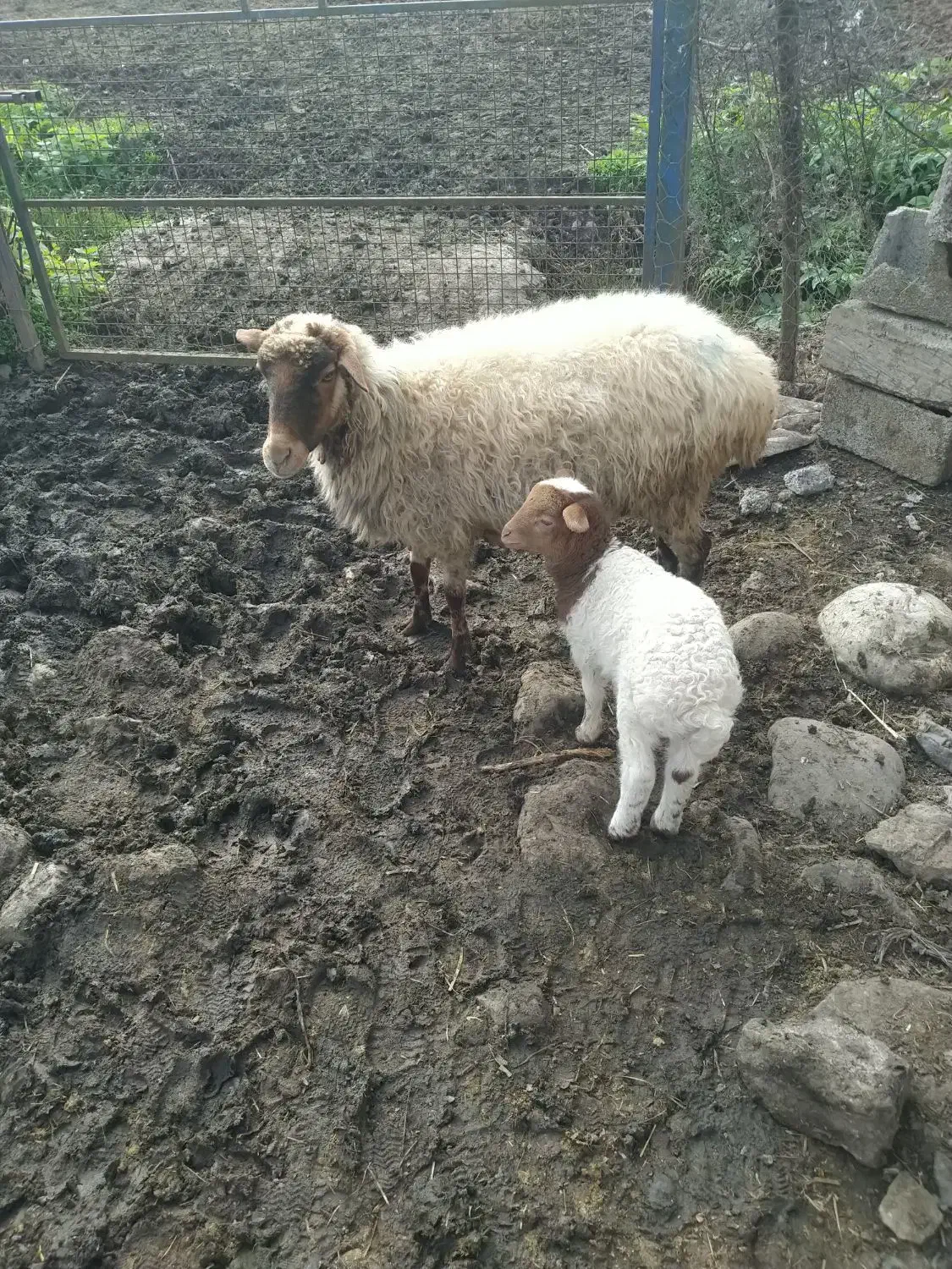 گوسفند بابره|حیوانات مزرعه|ماسال, |دیوار