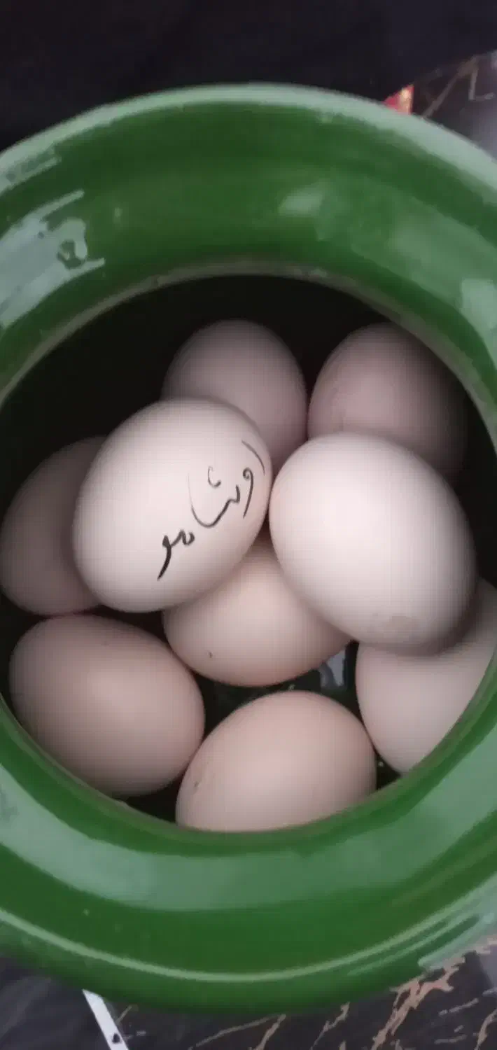 تخم مرغ اوشامو|خوردنی و آشامیدنی|مشگین شهر, |دیوار