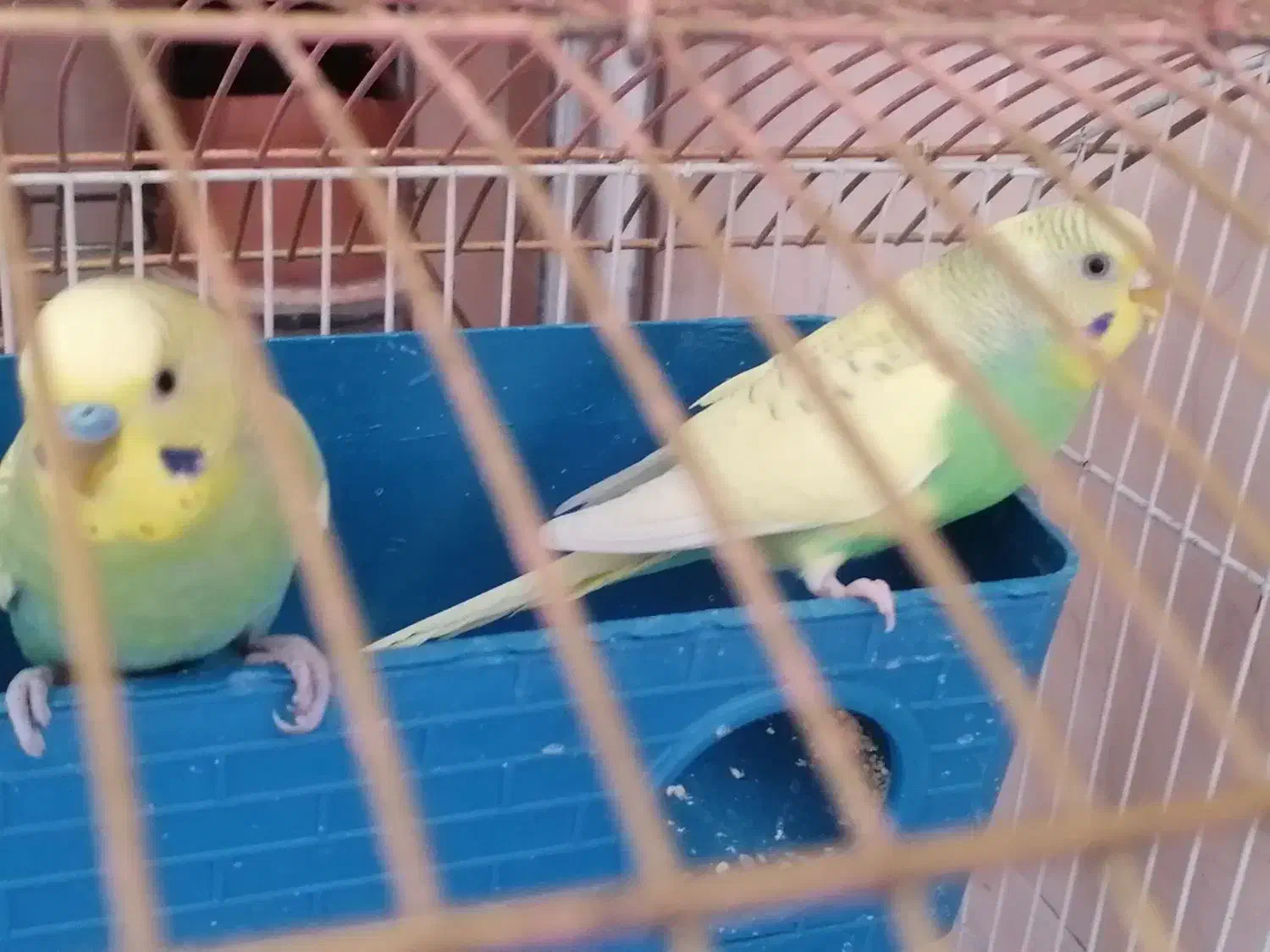 فروش دو عدد مرغ عشق با قفس|پرنده|ملکشاهی, |دیوار