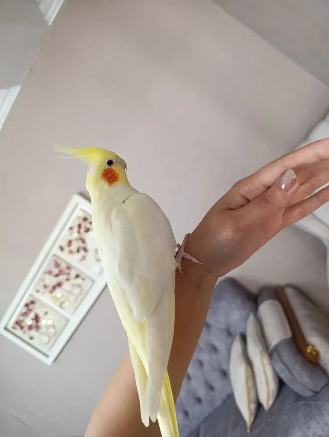 جفت عروس هلندی نر و ماده مولد سخنگو|پرنده|تهران, مسعودیه|دیوار