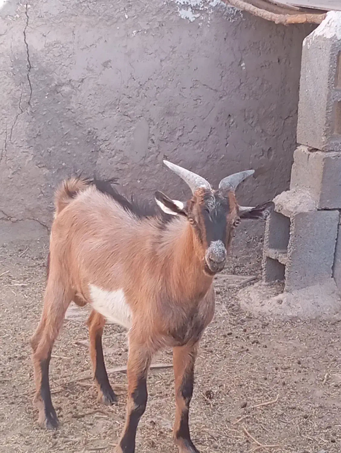 کهره نر (الپاین)|حیوانات مزرعه|ابرکوه, |دیوار