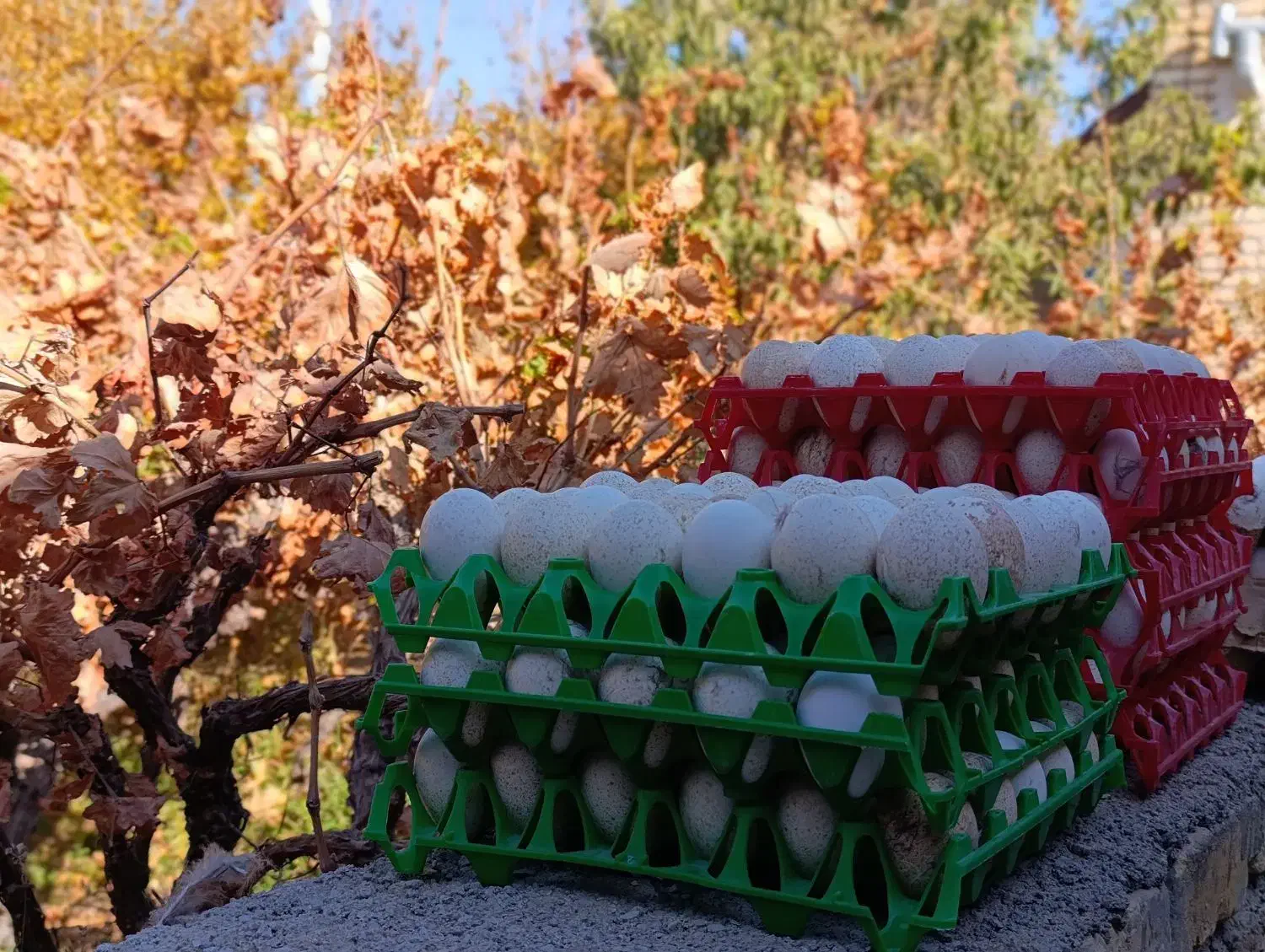 تخم نطفه دار بوقلمون برنز|حیوانات مزرعه|آران و بیدگل, |دیوار