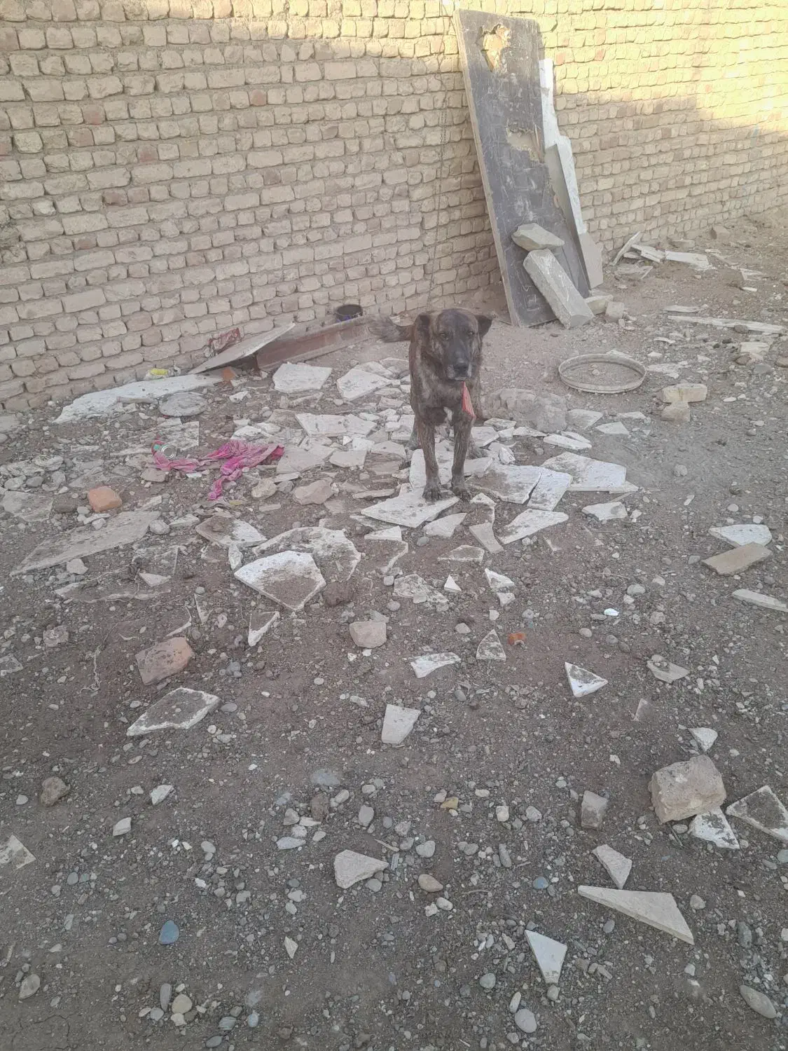 سگ نگهبان|سگ|قم, شهرک فاطمیه|دیوار