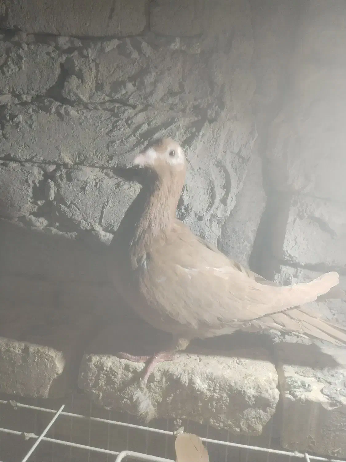 ماده کارل مولیمنز|پرنده|تربت‌حیدریه, بالا ولایت|دیوار