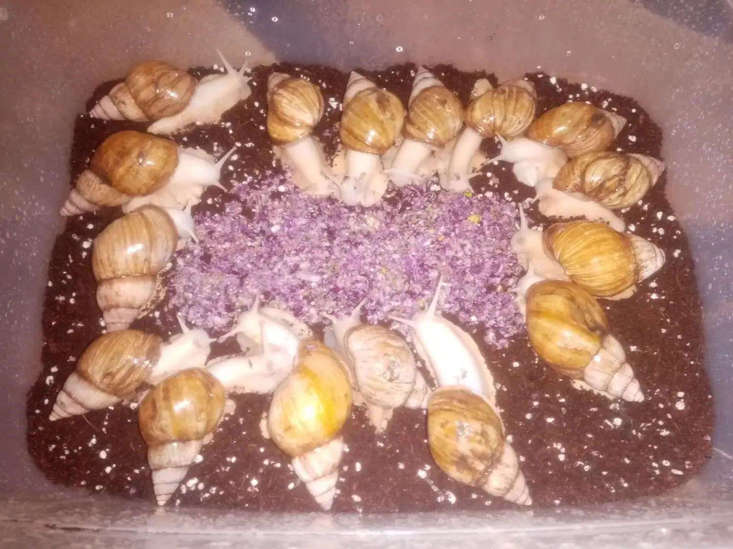 فروش فوری حلزون زیره قیمت بازار|خزنده|شیراز, قلعه نو|دیوار