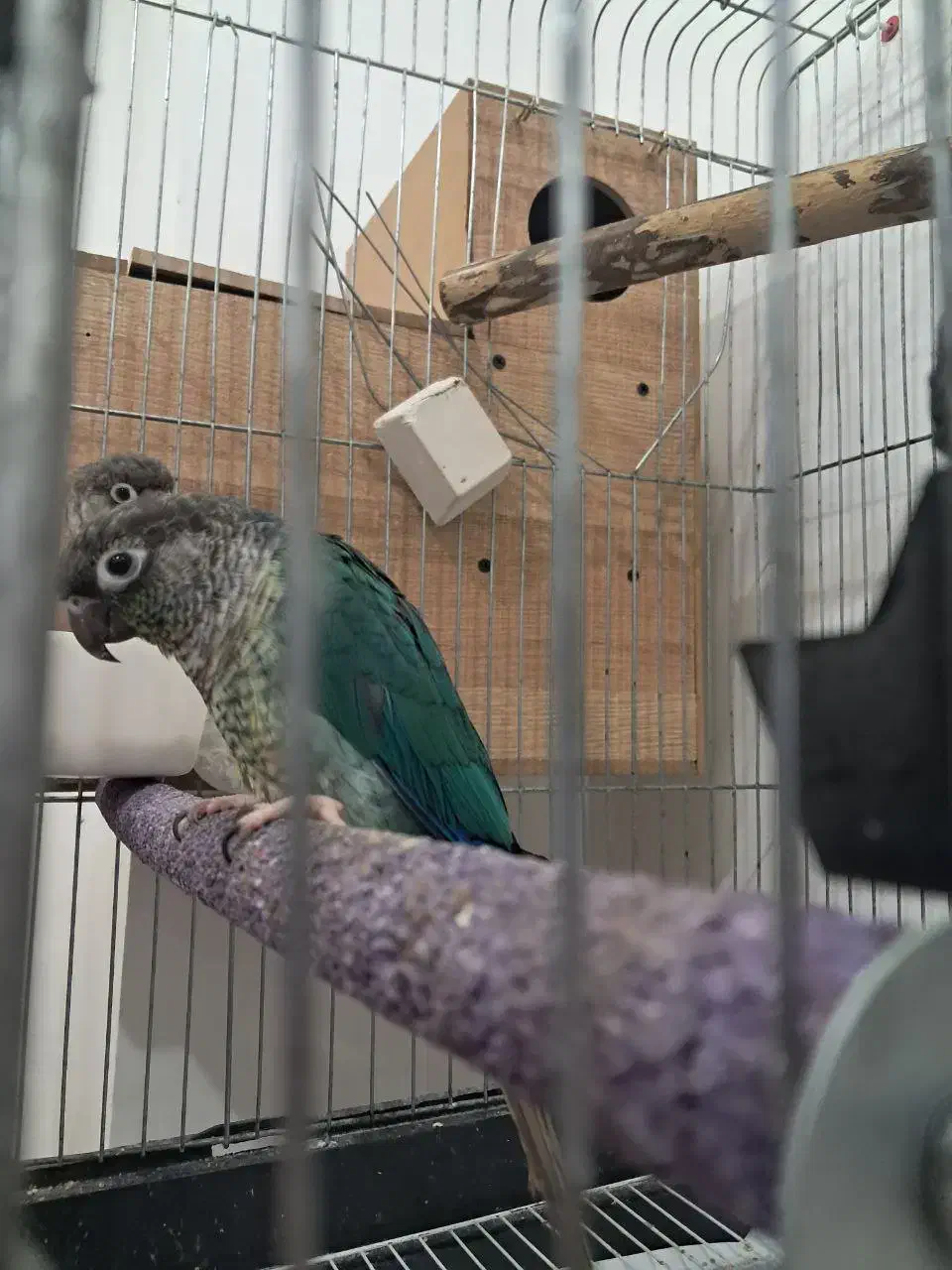 جفت گرینچیک تراکوییس یلوساید بالغ با تست جنسیت|پرنده|گلستان (تهران), |دیوار