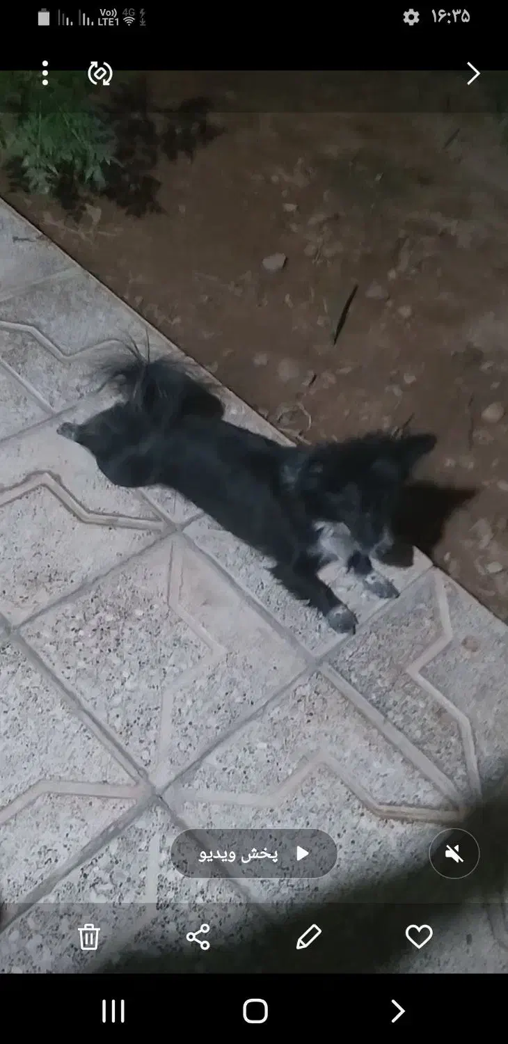 سگ پاکوتای باردار|سگ|یزد, |دیوار