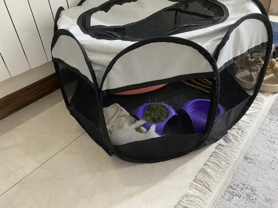 خرگوش مینی|موش و خرگوش|تهران, والفجر (افسریه)|دیوار