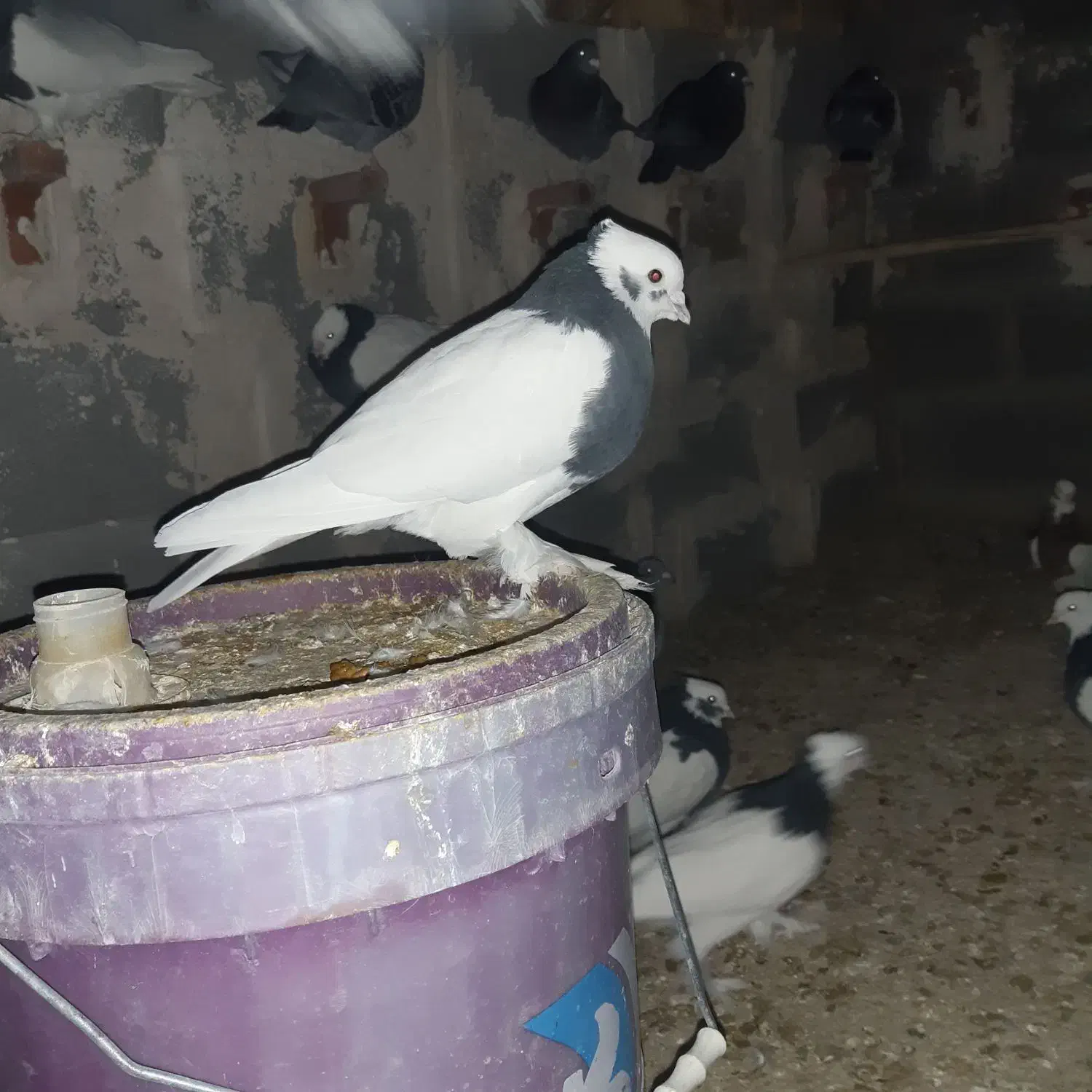 تعدای طوق سیاه درجه یک فروشی|پرنده|زرین دشت (فارس), |دیوار